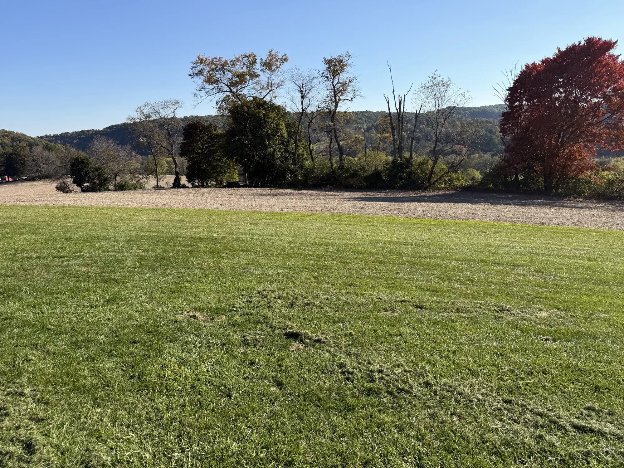 The grass parking area at the Felton property, with a red maple at the edge of the field